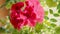 Blooming semperflorens begonia, in a pot. Garden flower bed.