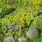 Blooming Sempervivum in a flowerbed with groundcover plants