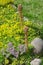 Blooming Sempervivum, flowering creeping thyme lat. Thymus serpyllum and Sedum acre on a flower bed in the garden