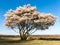 Blooming serviceberry, Amelanchier lamarckii, Holland