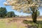 Blooming serviceberry trees with white flowers, Netherlands