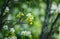 Blooming Shadberry Amelanchier berries in the garden. Shallow depth of field