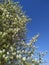 Blooming shadberry tree against a cloudless blue sky