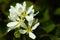 A blooming shadberry white flowers with raindrops in home garden