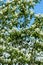 A blooming shadberry white flowers at sky background