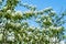 A blooming shadberry white flowers at sky background