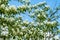 A blooming shadberry white flowers at sky background