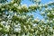 A blooming shadberry white flowers at sky background