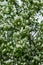 A blooming shadberry white flowers at sky background