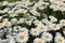 Blooming Shasta daisies in mid summer