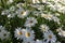 Blooming Shasta daisies in a shady area