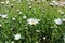 Blooming Shasta daisies in summer