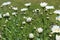 Blooming Shasta daisies in summer