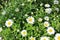 Blooming Shasta daisies in summer