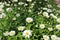 Blooming Shasta daisies in summer