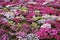 Blooming Shibazakura Pink Moss flower garden