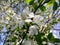 Blooming Siberian apple tree. May.