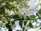 Blooming Siberian apple tree. May.