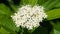 Blooming Siberian dogwood, Cornus alba, flowers cluster with bokeh background, macro, selective focus, shallow DOF