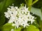 Blooming Siberian dogwood, Cornus alba, flowers cluster with bokeh background, macro, selective focus, shallow DOF