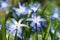 Blooming siberian squill flowers