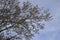 Blooming silver poplar. Silver poplar tree in spring. Poplar