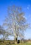 Blooming silver poplar. Silver poplar tree in spring. Poplar