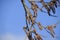 Blooming silver poplar. Silver poplar tree in spring. Poplar