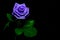 Blooming single dark purple rose on black backdrop