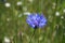 Blooming single flower on a background of green stems, lily