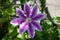 Blooming single flower on a background of green stems, lily