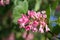 Blooming single flower on a background of green stems, lily