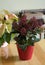 Blooming skimmia on the table in the room