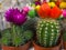 Blooming small bright  cacti in pots