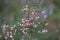 Blooming small cranberry, bog cranberry, swamp cranberry Vaccinium oxycoccos in soft focus on blurred background