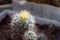 Blooming small home cactus in a flower pot. Yellow flower in a thorny cactus