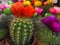 Blooming small multi-colored cactus in a pot