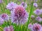 Blooming small onion plants flowers  in summer, Lithuania