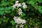 Blooming small white decorative flowers bush clematis