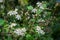 Blooming small white decorative flowers bush clematis