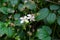 Blooming small white decorative flowers bush clematis