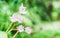 Blooming small white flower nature background with copy space