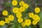 Blooming small yellow flowers