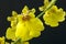 Blooming small yellow orchids.