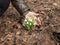 Blooming snowdrop in early spring on the background of last year