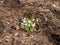 Blooming snowdrop in early spring on the background of last year