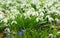 Blooming snowdrop flowers in a garden. First spring flowers