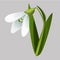 Blooming snowdrop isolated on grey background. Vector cartoon close-up illustration.