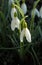 Blooming snowdrops