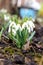 Blooming snowdrops. The first early spring flowers in the garden.